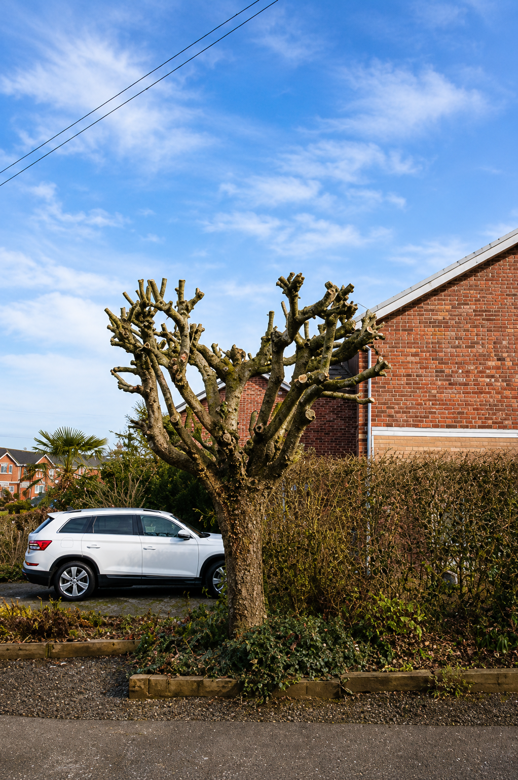 Tree after trimming in Limerick