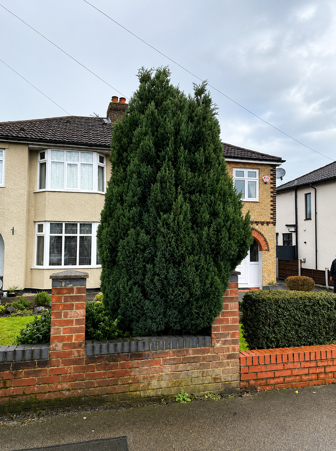 Hedge before pruning in Limerick